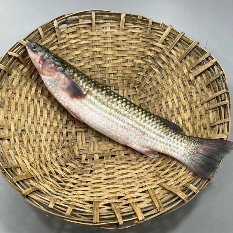 নদীর ভাঙ্গন মাছ
