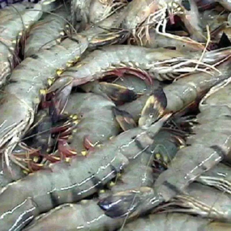 বাগদা চিংড়ি