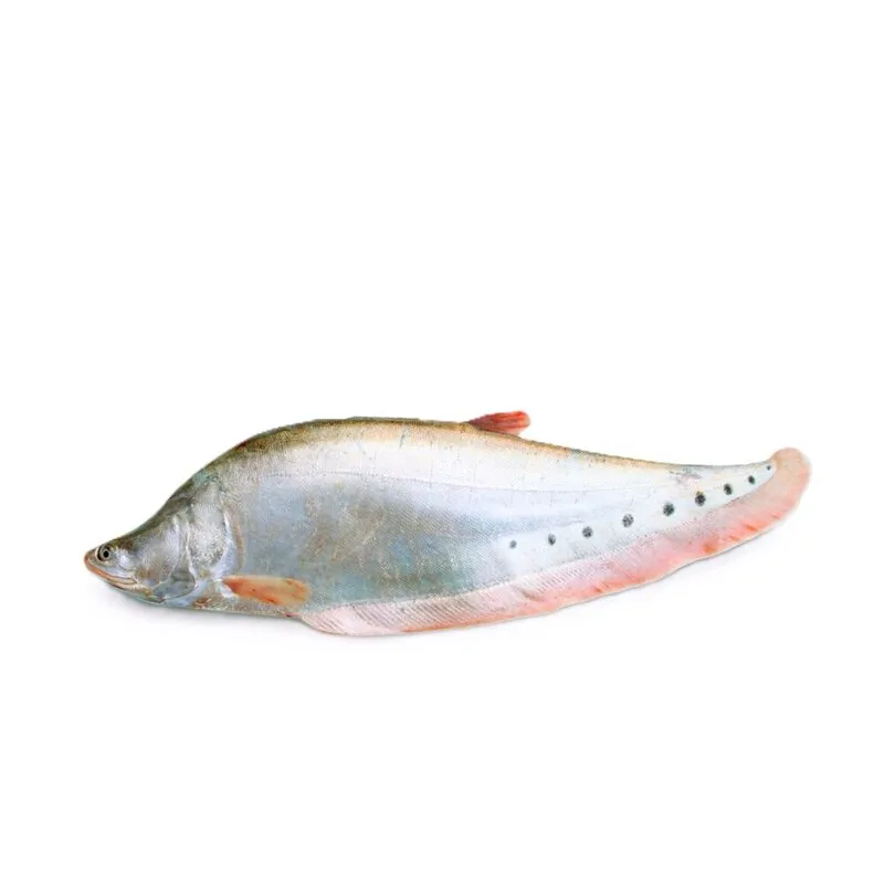 নদীর চিতল মাছ