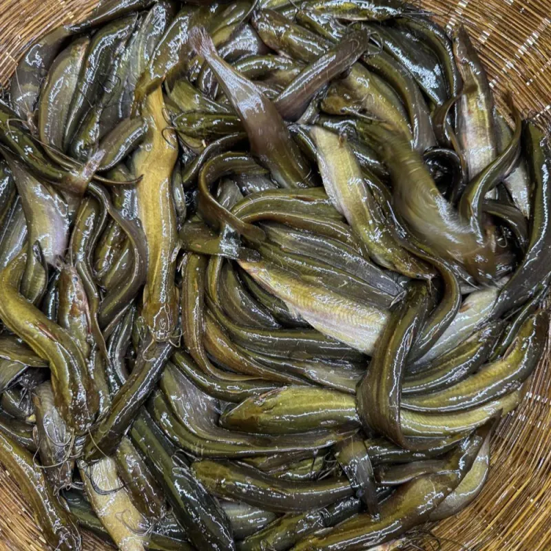 চাষের শিং মাছ