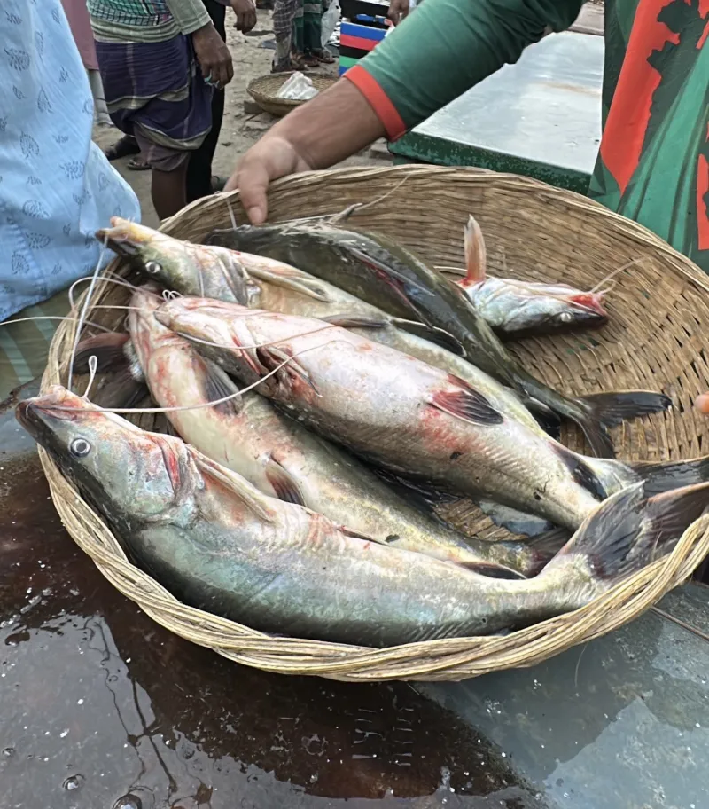 নদী/ হাওরের আইর মাছ