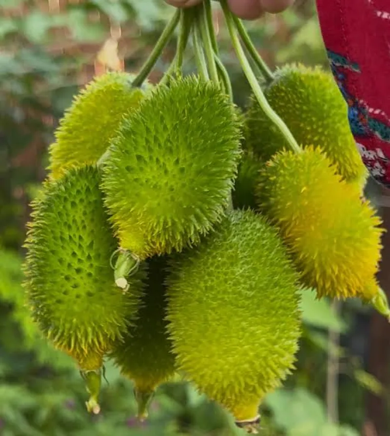 কাকরোল (Sweet Bitter Gourd)
