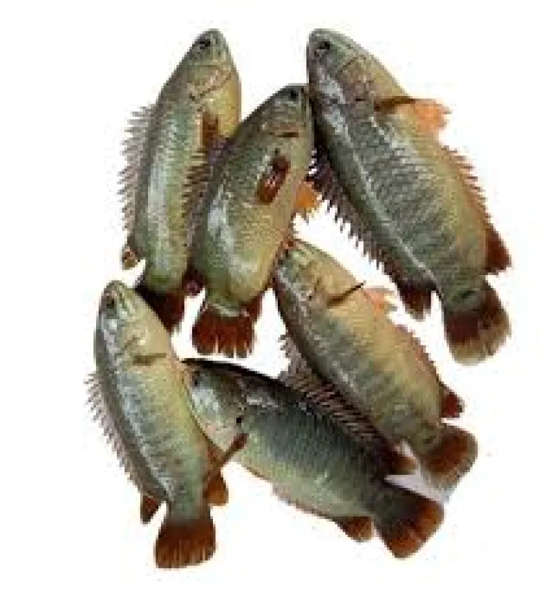 কৈ মাছ