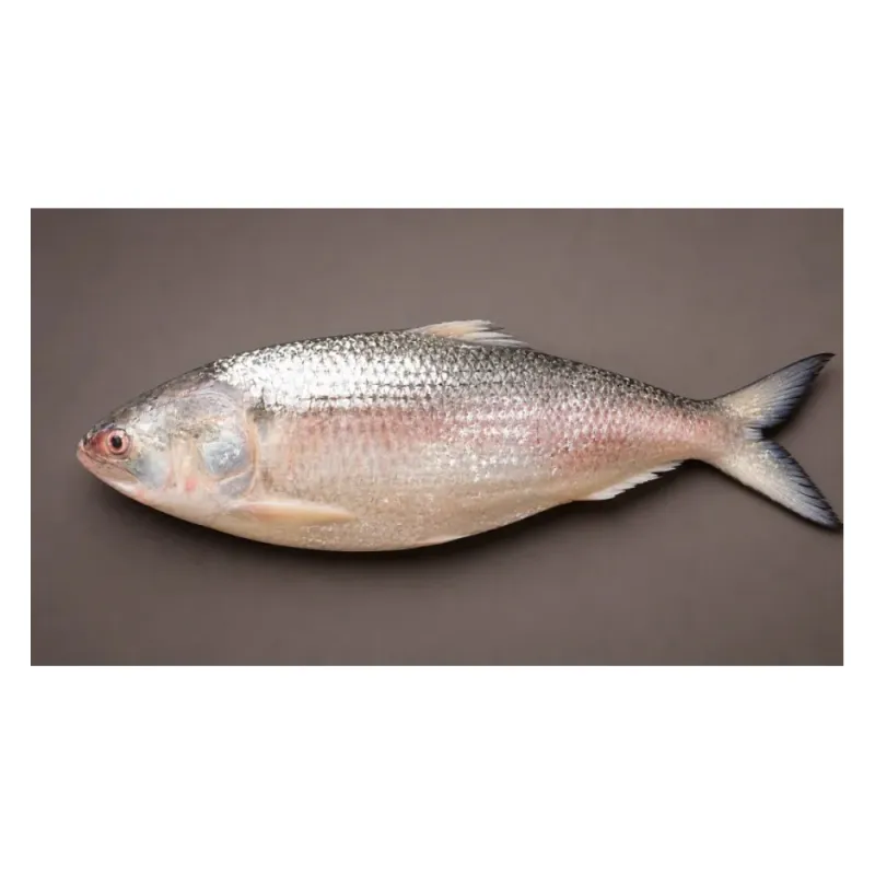 ইলিশ